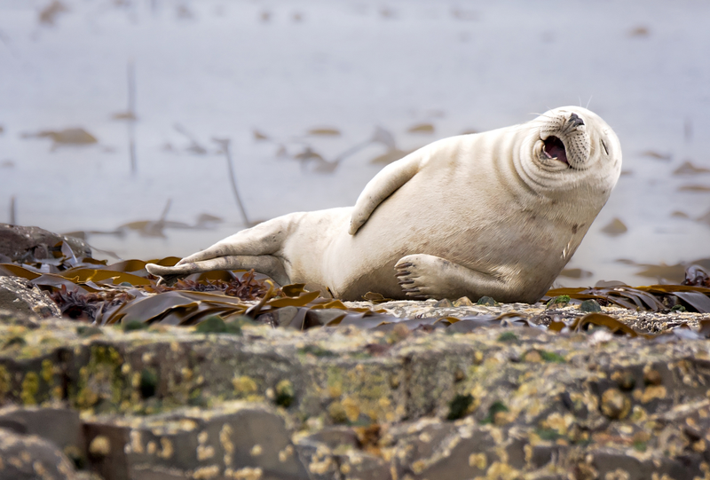 Illustration for article titled These Are the Winners of the 2015 Comedy Wildlife Awards